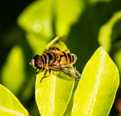 Palpada vinetorum Fly -male-
