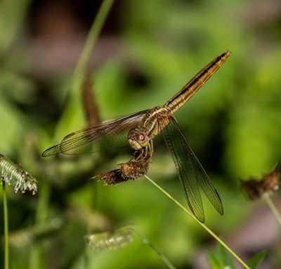 Golder Dragonfly -Libellica needhami-