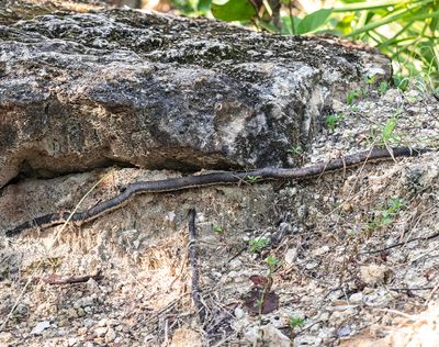 ..snake look-a-like..