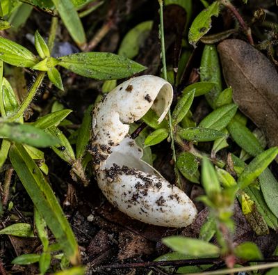 Empty Black Racer snake egg