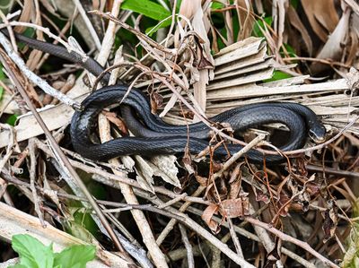 Black Racer in a tree