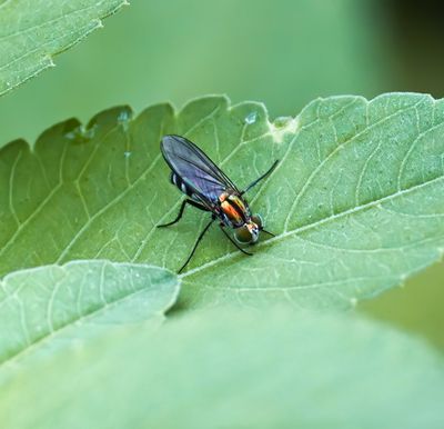 Long-legged fly -Plagioneurus univittatus-