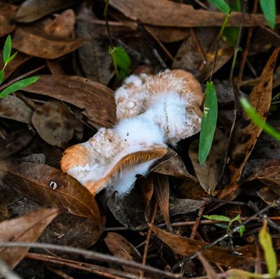 ..two mushrooms covered with mold..