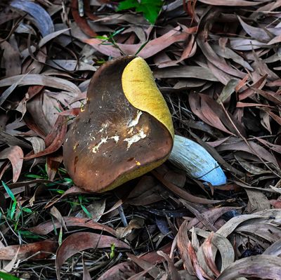 Large (5) Gilled Bolete mushroom