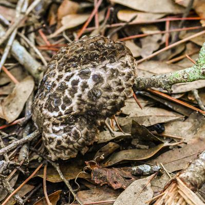 large  -Strobilomyces floccopus-  mushroom
