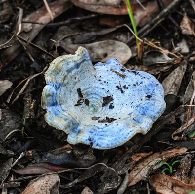 Blue mushroom top