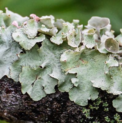 marginal Cilia Hair on a Parmotrema crinitum lichen
