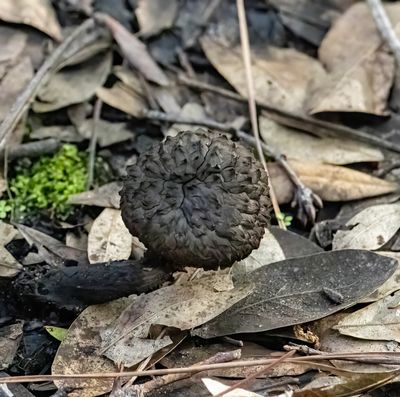 Black Entoloma mushroom  -Moongum-