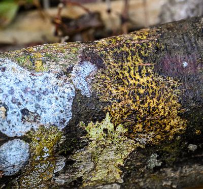 Black Pyrenula Macospara with yellow Thallus