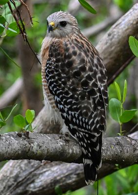Red-Shouldered hawk