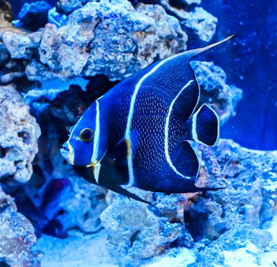 Blue Anglefish