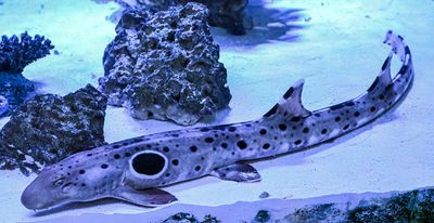 Epualette Shark  -Hemiscyllium ocellatum-
