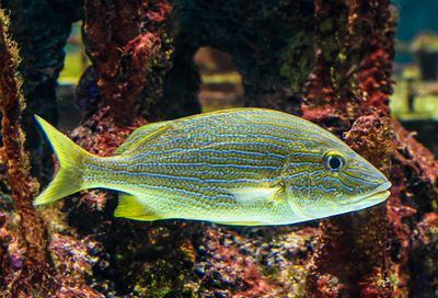 Pinfish  -Logodon rhomboides-