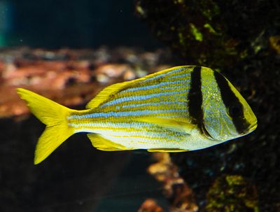 Porkfish  -Anisotremus virginicus-