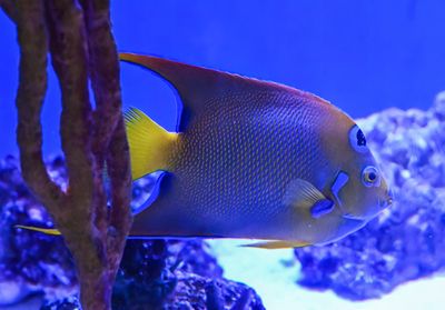 Queen Anglefish  -Holacanthus ciliaris-