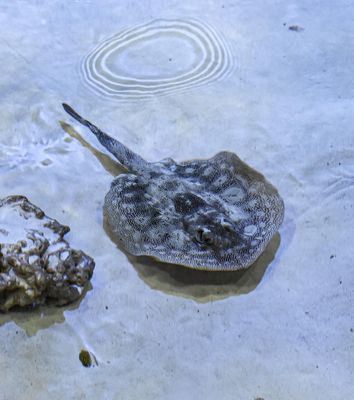Stringray