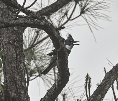 ..Kingfisher in heavy morning fog..