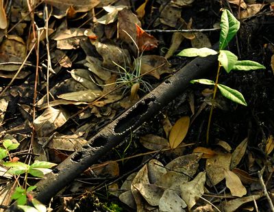 ..rusty pipe in the woods..