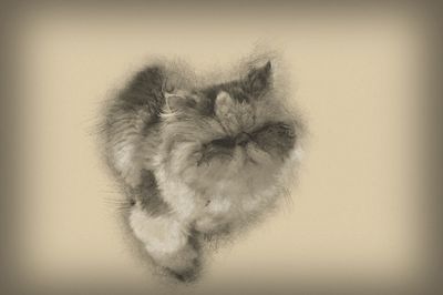 our cat  Payton