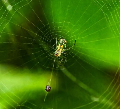 ..multi-colored field spider..