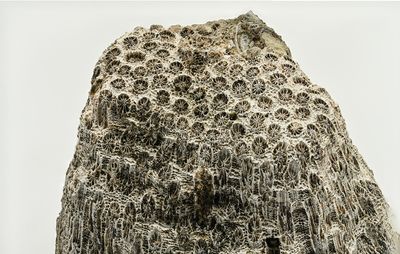 Fossilized coral