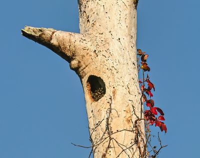 Bees taking over a Woodpecker nest