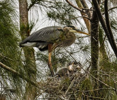 Great Blue Heron and 2 babies