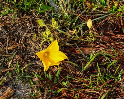 Wild squash blossom