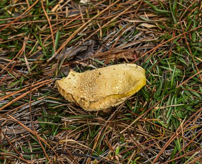 ..lone fungus..