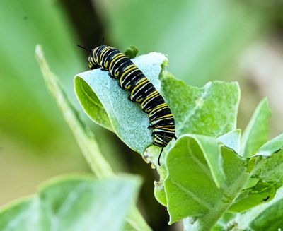 Monarch caterpillar  on a Giant Milkweed bush