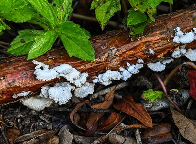 White fan shaped tree fungus