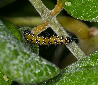 Genista Broom moth  -Uresiphita reversalis-