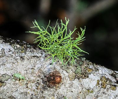 small Fruticose Lichen  with dew