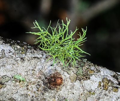 small Fruticose Lichen with dew