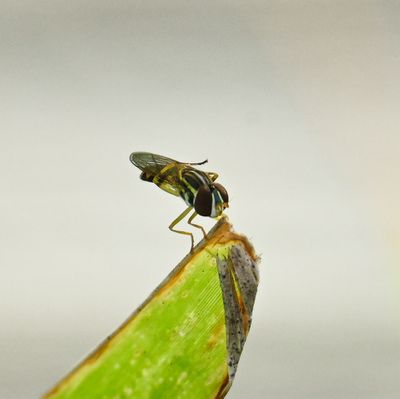 Small Flesh Fly...cleaning -Sarcophagidae-