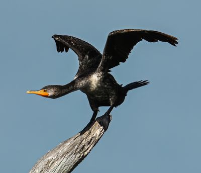 Neotropic Cormorant taking off