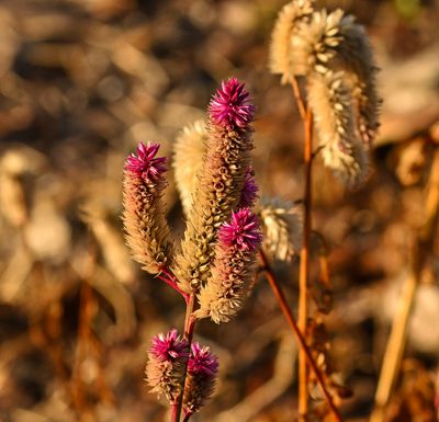 Wheat Celosia  -Amaranthaceae-
