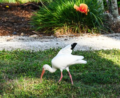 Ibis with a broken wing ..unable to fly..