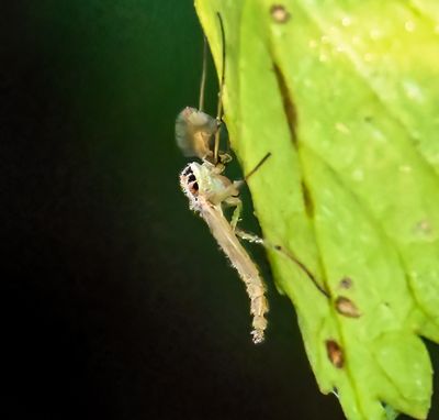 Non-biting Midge, Male -Chironomidae-