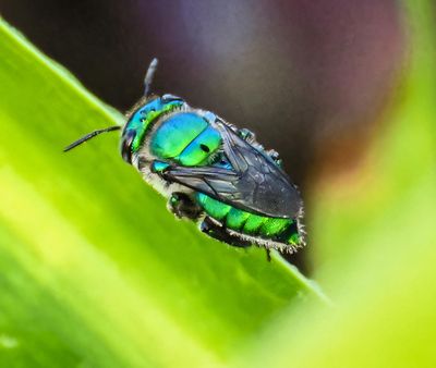 Green hoverfly ..not hovering..