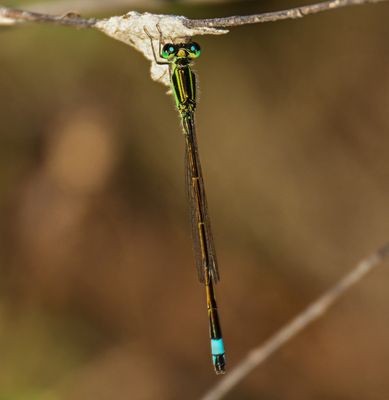 Young spring Damselfy
