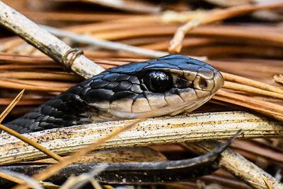 Black Racer -my reflection in his eye-