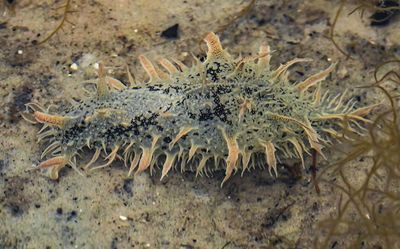 Bursatella leachii  Sea Hare