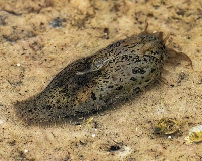 Bursatella  leachii  Sea Hare
