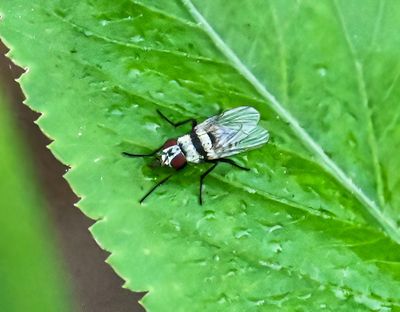 White fly -Anthomyia oculifera- male