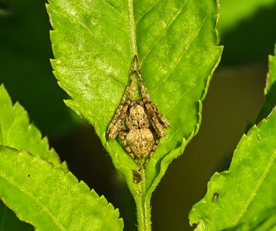 Eustala spider