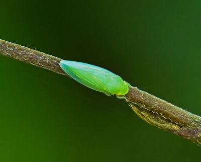 Planthopper -Oremnara rufifacia-
