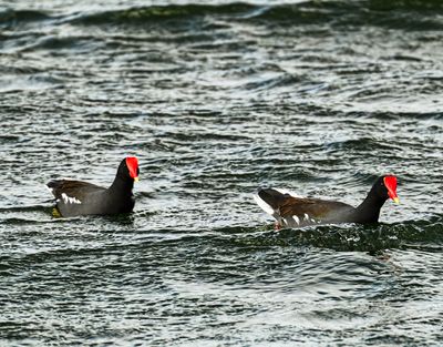 Pair of Gallinule's