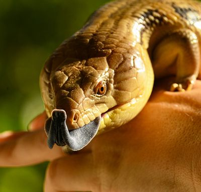 Blue-Tongued Skink -Tiliqua nigrolutea-