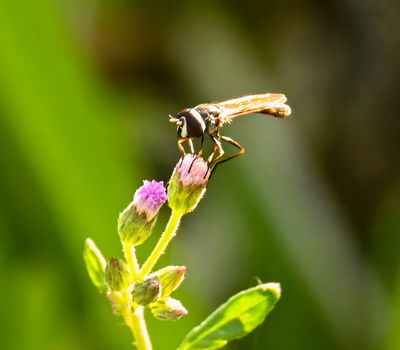 Syrphidae Fly -Platycheirus quadratus- male